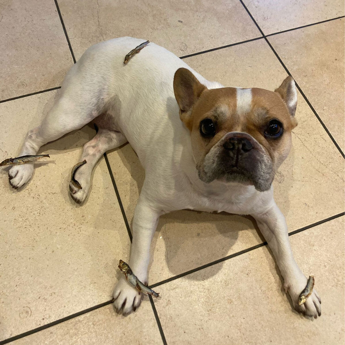 Wilsons Premium Baltic Sprats for Dogs, 1kg - McGrocer