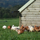 Daylesford organic free range medium hen eggs 6 pack - British product