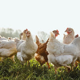 Daylesford organic free range medium hen eggs 6 pack - British product