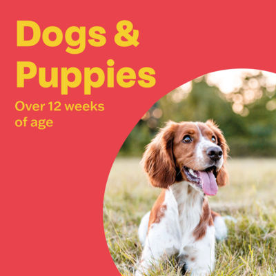 Bob Martin wormer tablets for dogs 4 pack - British product