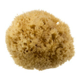 Hydrea London Mediterranean sea sponge 5.5-6 inch, UK version