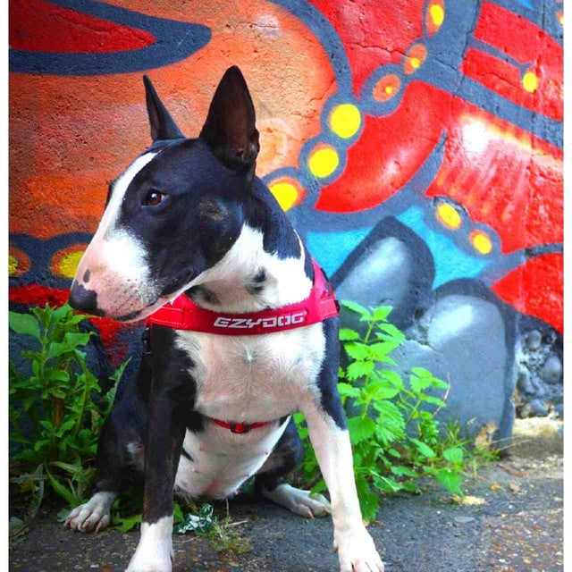 EzyDog Quick Fit Red Dog Harness Medium - British product