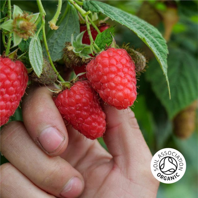 BerryWorld organic raspberries 125g - British product