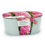Sainsburys Scented Pink Hyacinth Planter