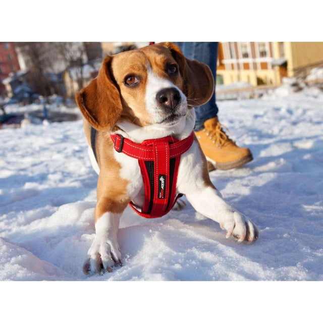 EzyDog Chest Plate Red Dog Harness Medium - British product