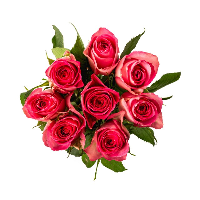 Pink Roses