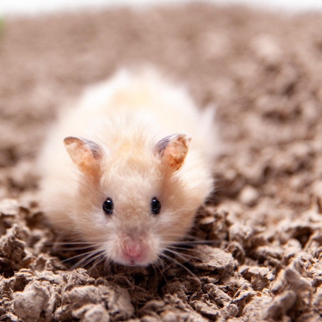 Carefresh Natural Small Pet Bedding 14L - British product