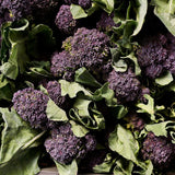 Natoora purple sprouting broccoli 225g, imported from the UK