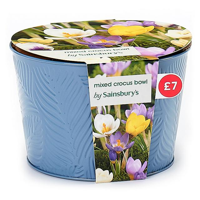Sainsburys Mixed Crocus Bowl