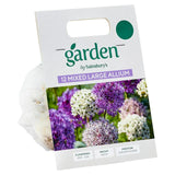 Sainsburys Garden Mixed Large Allium x12