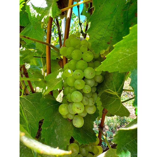 Errazuriz Reserva Pinot Grigio white wine 75cl - British product