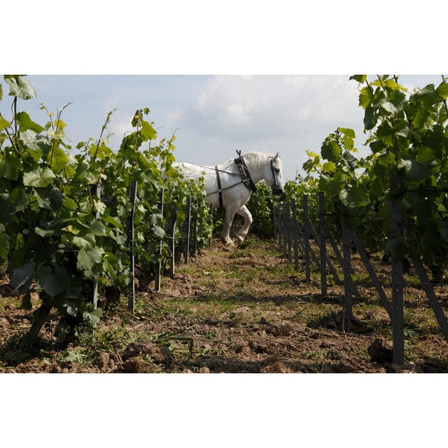 Louis Roederer Brut Champagne 75cl, UK version