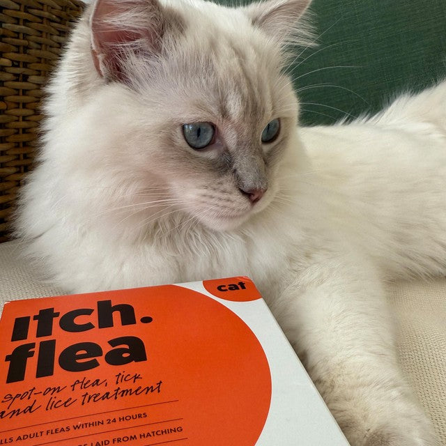 Itch Flea Treatment for Cats 2 pack, UK version