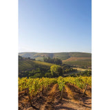 Errazuriz Sauvignon Blanc white wine 75cl - British product