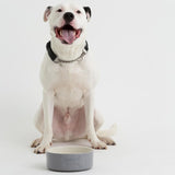 Mason Cash Colour Mix Grey Dog Bowl 20cm