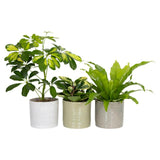 The Floral Collection Foliage in Ceramic