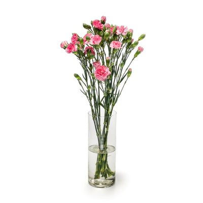 MM Flowers Spray Carnations Pink Cut Flowers 10 Stems 40cm