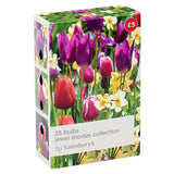 Sainsburys Jewel Shades Collection Bulbs x25