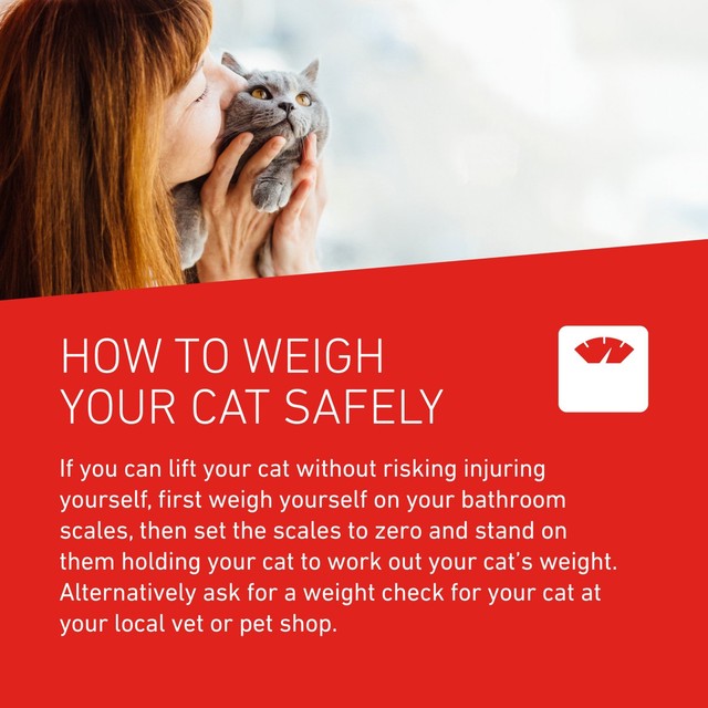 Frontline Cat Wormer Film Coated Tablets 2 per pack - British product