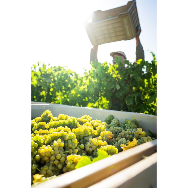 Babylonstoren Chenin Blanc