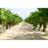 Domain de Jarras Pink Flamingo Organic Camargue Rosé Wine 75cl, imported from the UK