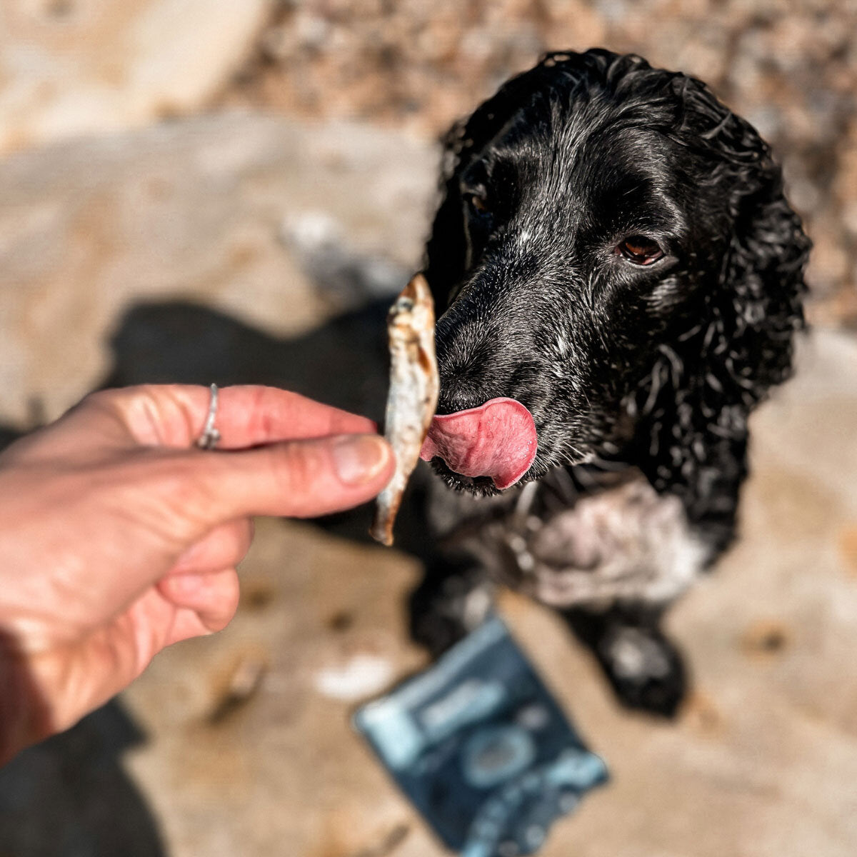 Wilsons Premium Baltic Sprats for Dogs, 1kg - McGrocer