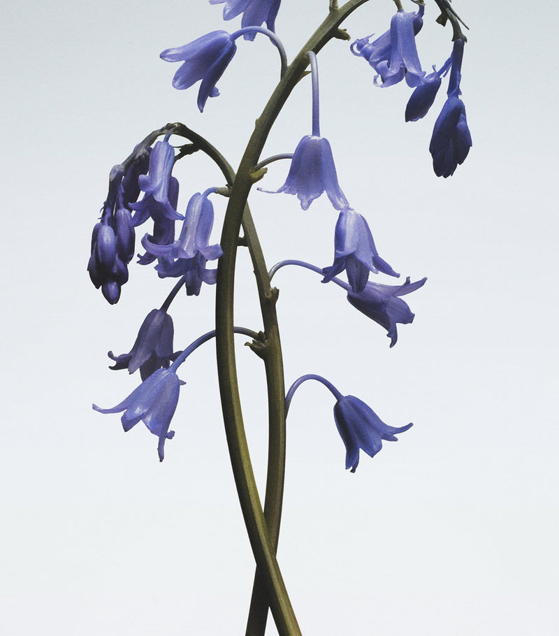 Jo Malone London Wild Bluebell Hair Mist (30ml)
