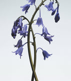 Jo Malone London Wild Bluebell Hair Mist (30ml)