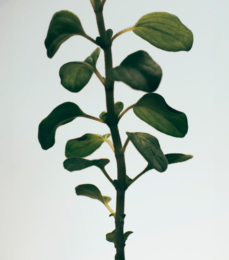 LOEWE oregano chandelier candle, UK version