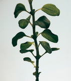 LOEWE oregano chandelier candle, UK version