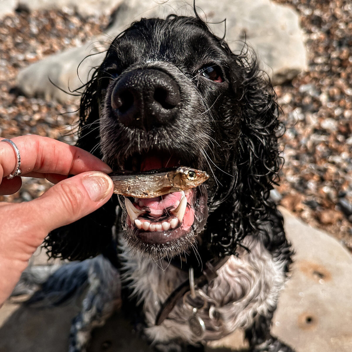 Wilsons Premium Baltic Sprats for Dogs, 1kg - McGrocer