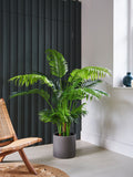 Beards & Daisies Green Artificial Parlour Palm