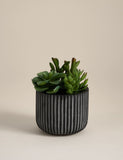Moss & Sweetpea artificial succulents in ridged cement pot - British product