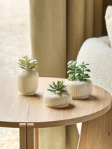 Set of 3 Green Succulents in Ribbed Plant Pots 7x9x9cm