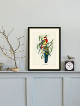 Brookpace Rosehill Parakeet Framed Print UK Made 40 x 50cm