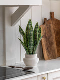 Gallery Home natural faux snake plant in ceramic pot 52cm tall, UK version