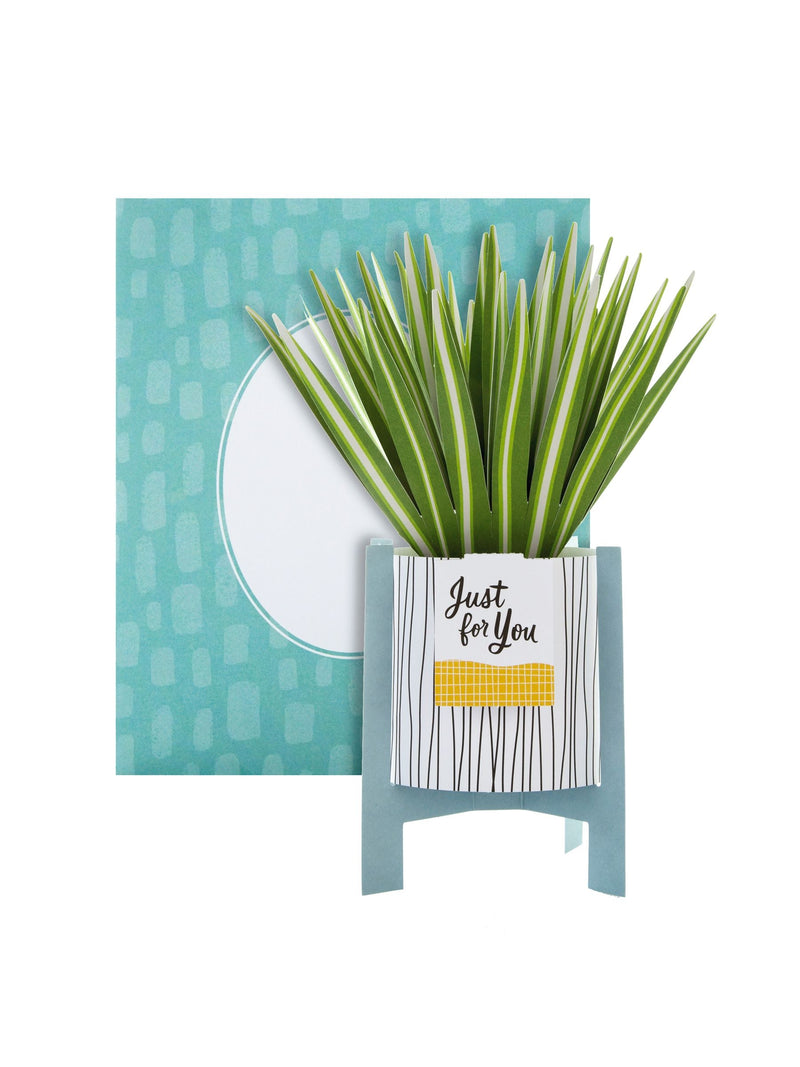 Hallmark Green Little Hello 3D Pop Up Spider Plant Card, UK version