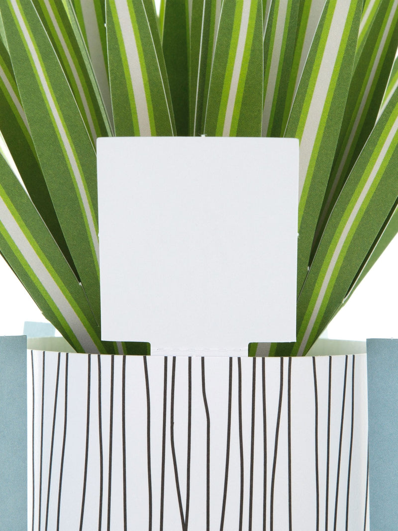 Hallmark Green Little Hello 3D Pop Up Spider Plant Card, UK version