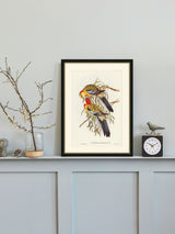Brookpace Lascelles Splendid Parakeet Picture Frame Antique Champagne Silver 40 x 50 cm