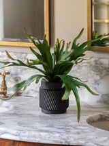 Gallery Home Multicoloured Faux Platycerium Artificial Plant in Ceramic Pot 43.5cm Height