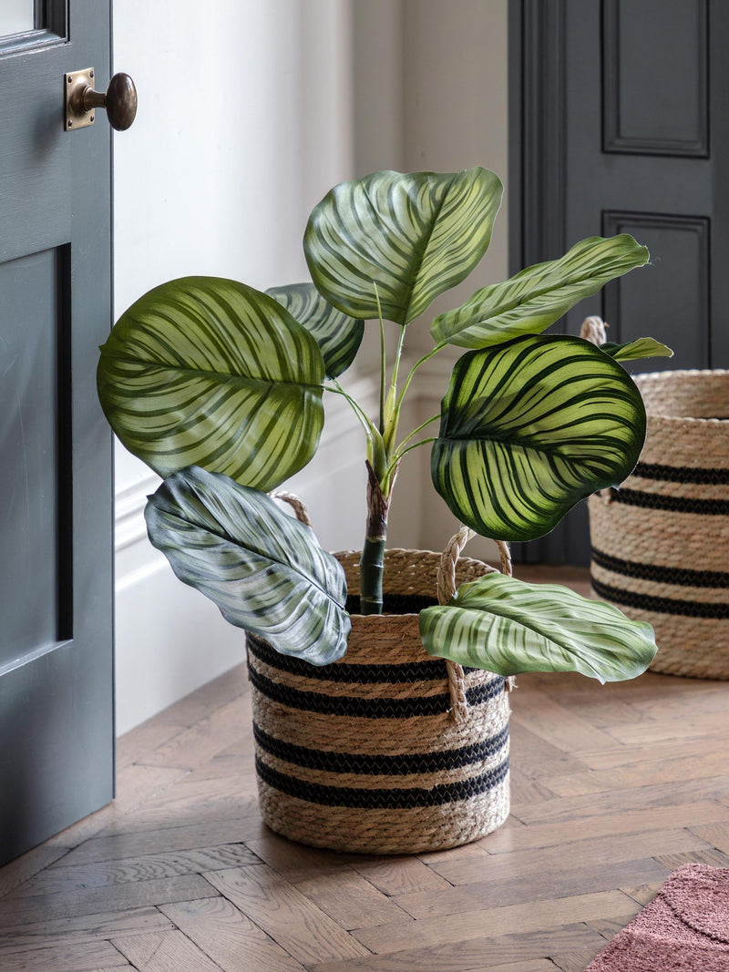 Gallery Home green faux potted Calathea plant 60cm, UK version