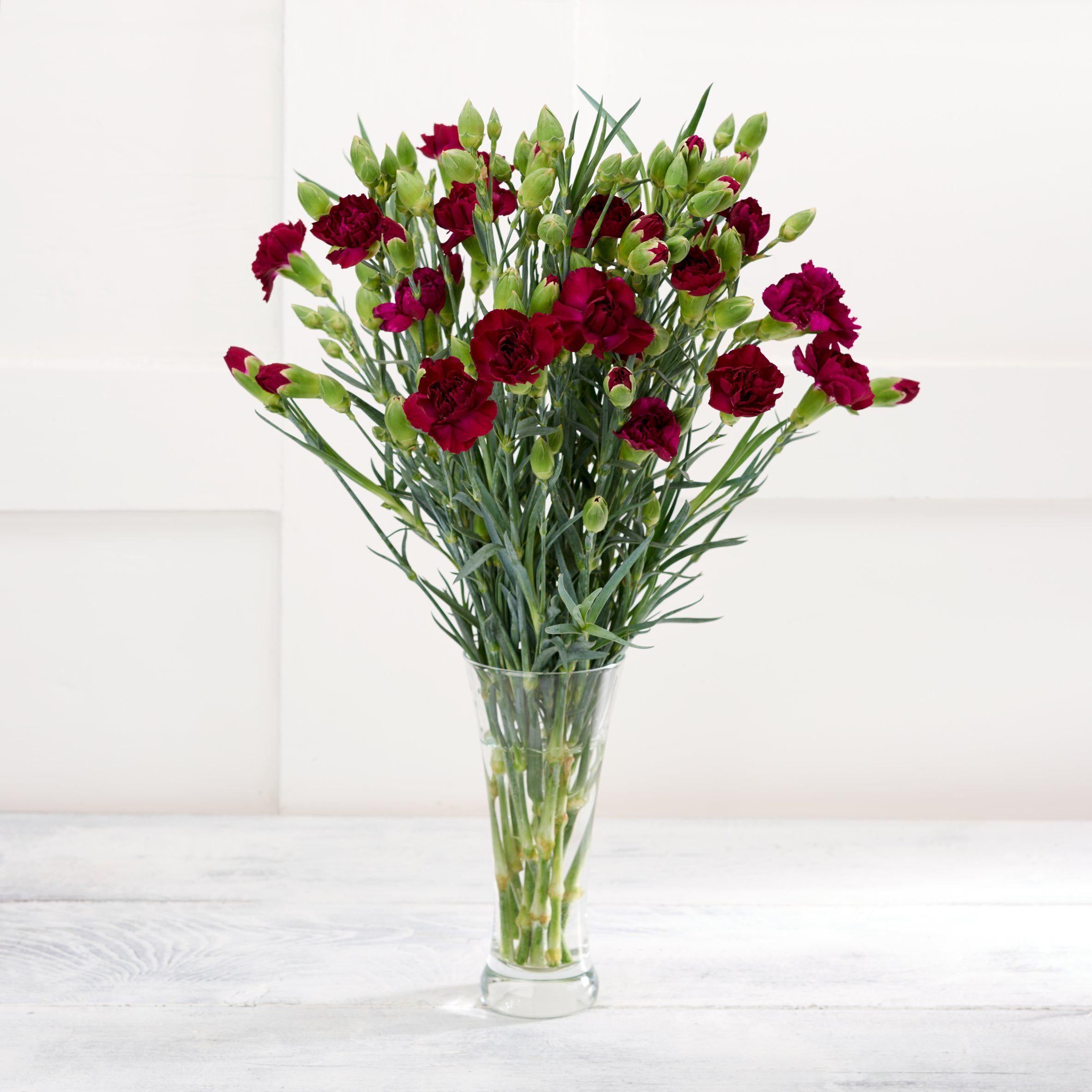 Spray Carnations GOODS Sainsburys