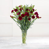 Spray Carnations GOODS Sainsburys