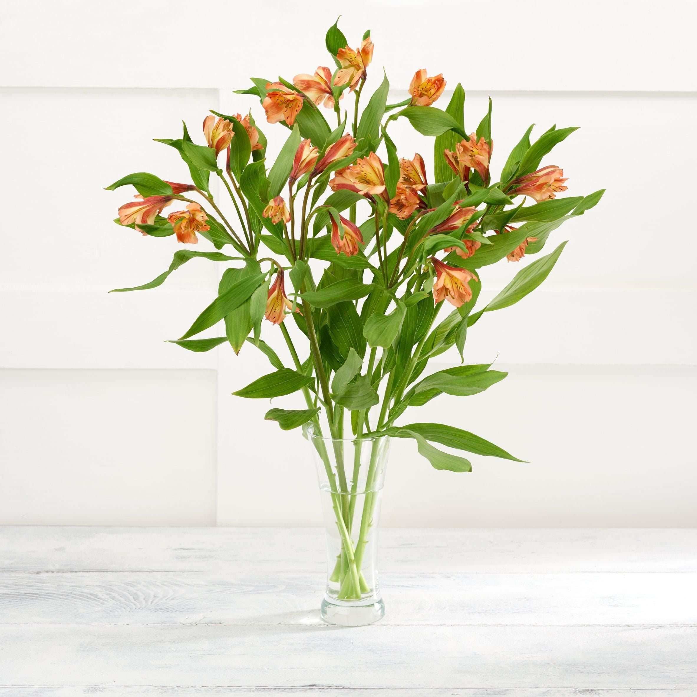 Alstromeria - McGrocer