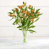 Alstromeria - McGrocer