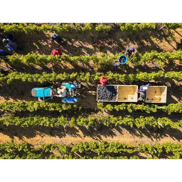 Babylonstoren Candide White Blend 75cl - McGrocer