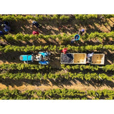 Babylonstoren Candide White Blend 75cl - McGrocer