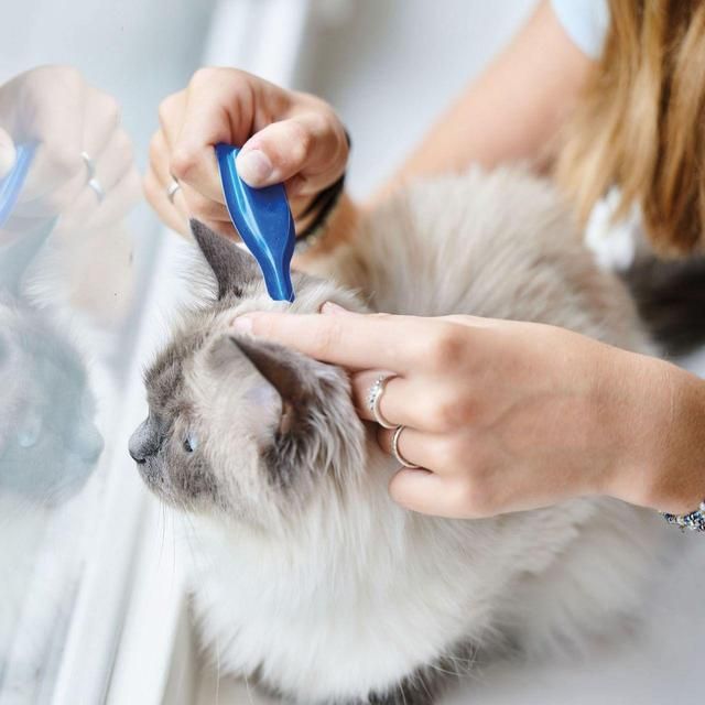 Beaphar CatComfort Calming Spot-On for Cats 3 per pack - McGrocer