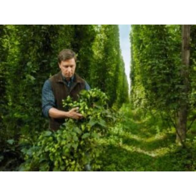 Bitburger Premium Pils 12 x 330ml - McGrocer