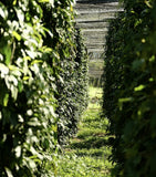Stony Groves Black Kampot Pepper (100g)